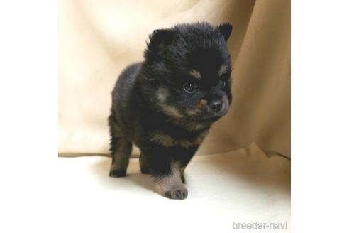 成約済の茨城県のミックス犬-154699の7枚目