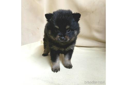 成約済の茨城県のミックス犬-154699の6枚目