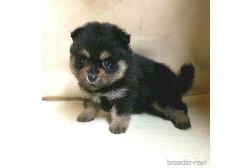 成約済の茨城県のミックス犬-154698の10枚目