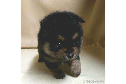 成約済の茨城県のミックス犬-154698の9枚目