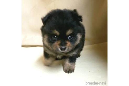 成約済の茨城県のミックス犬-154698の8枚目