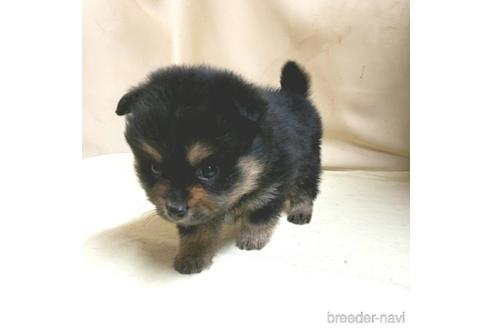 成約済の茨城県のミックス犬-154698の7枚目