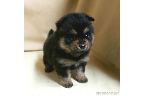 成約済の茨城県のミックス犬-154698の6枚目