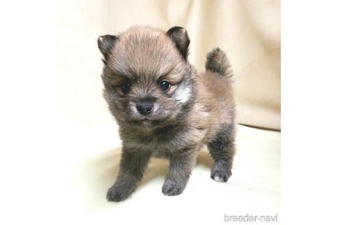 成約済の茨城県のミックス犬-154700の19枚目