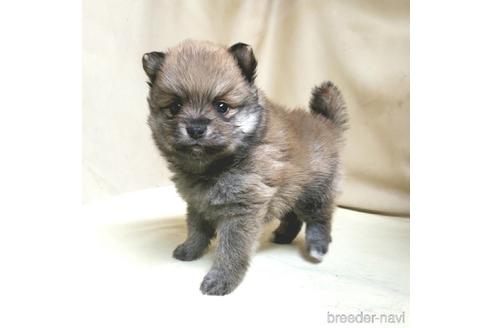 成約済の茨城県のミックス犬-154700の18枚目