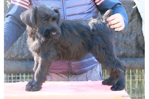 成約済の静岡県のジャイアントシュナウザー-156909の4枚目