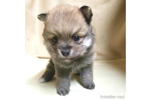 成約済の茨城県のミックス犬-154700の17枚目