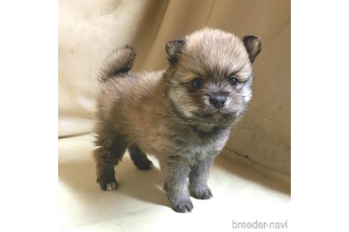 成約済の茨城県のミックス犬-154700の16枚目