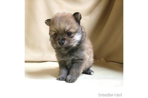 成約済の茨城県のミックス犬-154700の15枚目