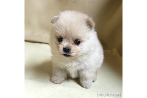 成約済の茨城県のミックス犬-154702の9枚目