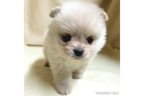 成約済の茨城県のミックス犬-154702の8枚目