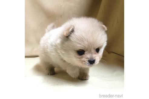 成約済の茨城県のミックス犬-154702の7枚目