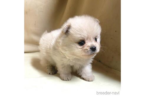 成約済の茨城県のミックス犬-154702の6枚目
