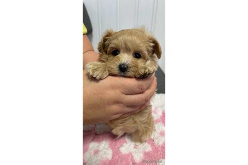 成約済の山形県のマルプー:マルチーズ×トイプードル-156911の1枚目