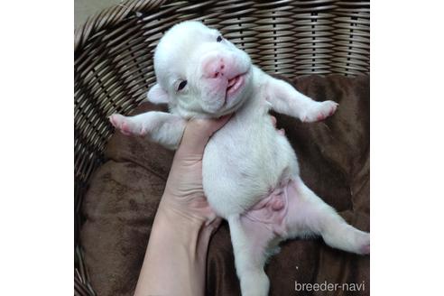 成約済の沖縄県のミックス犬-155506の24枚目