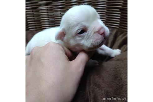 成約済の沖縄県のミックス犬-155506の23枚目