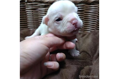 成約済の沖縄県のミックス犬-155506の21枚目