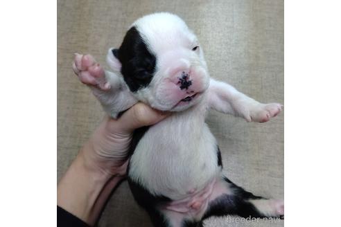 成約済の沖縄県のミックス犬-155501の19枚目