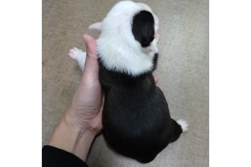 成約済の沖縄県のミックス犬-155501の18枚目