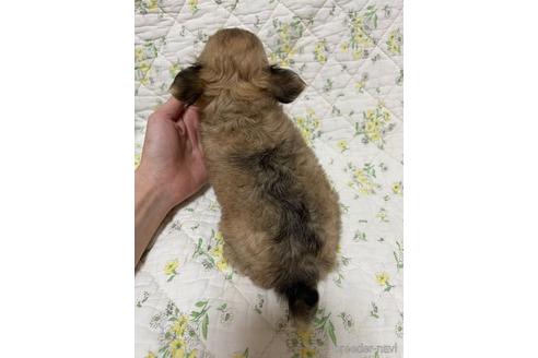 成約済の埼玉県のチワワ(ロングコート)-153772の4枚目