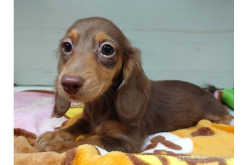 成約済の福岡県のミニチュアダックスフンド(ロングヘアード)-147530の4枚目