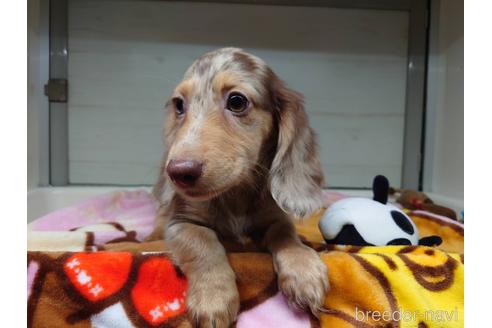 成約済の福岡県のミニチュアダックスフンド(ロングヘアード)-147528の4枚目