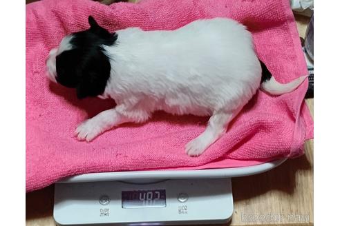 成約済の千葉県のパピヨン-154855の23枚目