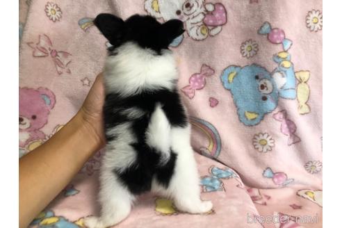 成約済の千葉県のパピヨン-153556の4枚目