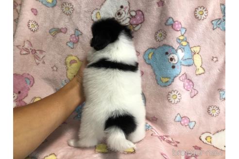 成約済の千葉県のパピヨン-153555の5枚目