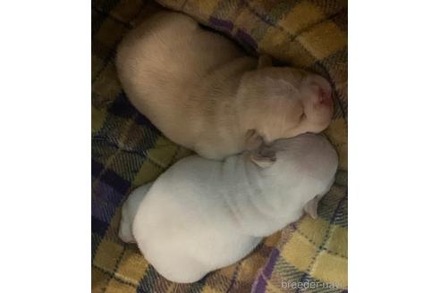 成約済の茨城県のフレンチブルドッグ-156971の17枚目