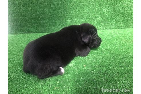 成約済の福岡県のミックス犬-156974の3枚目