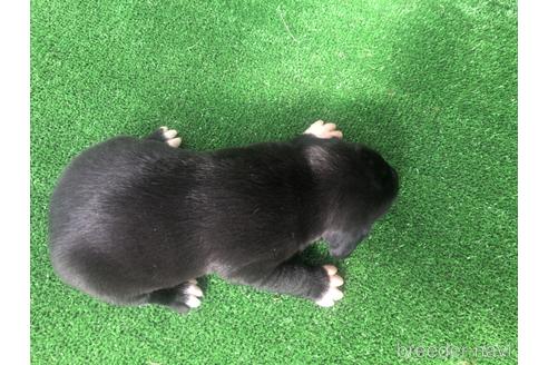 成約済の福岡県のミックス犬-156974の2枚目