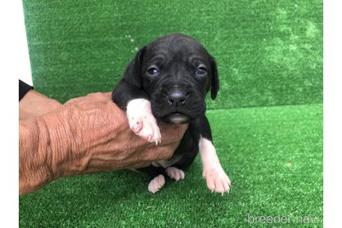 成約済の福岡県のミックス犬-156976の1枚目