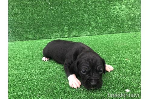 成約済の福岡県のミックス犬-156976の3枚目