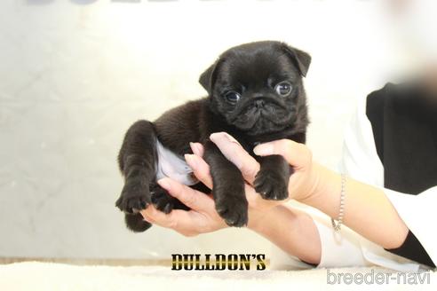 成約済の東京都のパグ-156998の1枚目