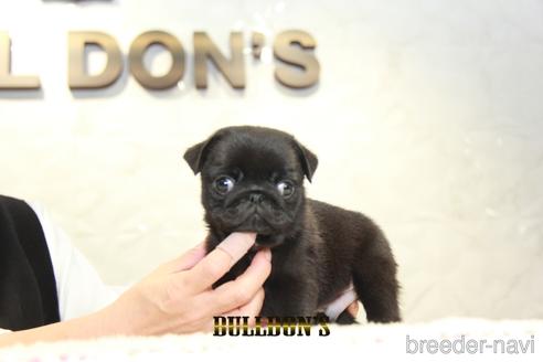 成約済の東京都のパグ-156998の7枚目