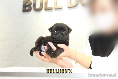 成約済の東京都のパグ-156998の2枚目