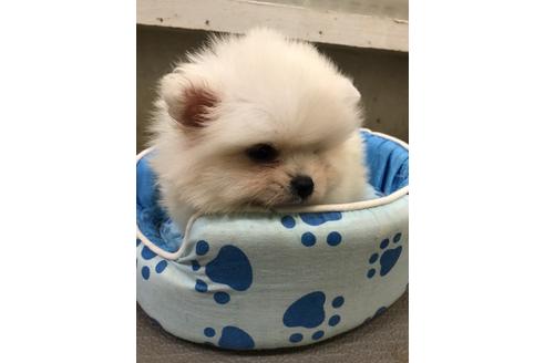 成約済の奈良県のポメラニアン-155360の2枚目