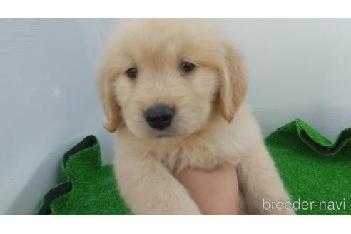 成約済の兵庫県のゴールデンレトリーバー-157032の9枚目