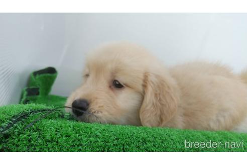 成約済の兵庫県のゴールデンレトリーバー-157032の8枚目