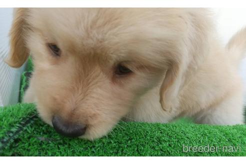 成約済の兵庫県のゴールデンレトリーバー-157032の7枚目