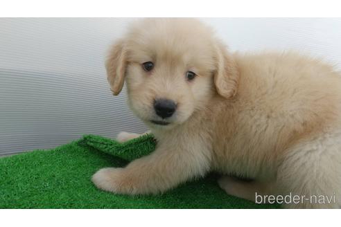 成約済の兵庫県のゴールデンレトリーバー-157032の6枚目