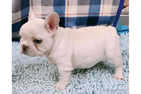 成約済の山口県のフレンチブルドッグ-154230の2枚目