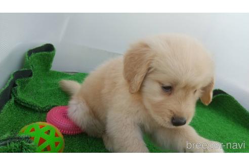 成約済の兵庫県のゴールデンレトリーバー-157032の5枚目