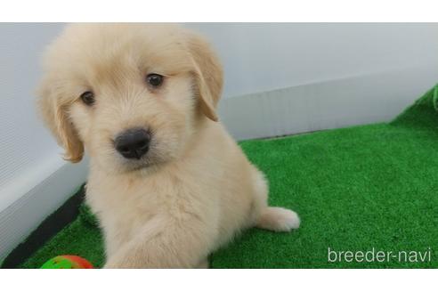 成約済の兵庫県のゴールデンレトリーバー-157032の4枚目