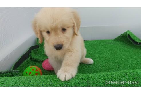 成約済の兵庫県のゴールデンレトリーバー-157032の1枚目