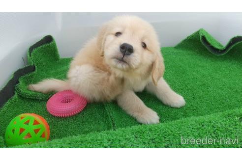 成約済の兵庫県のゴールデンレトリーバー-157032の3枚目