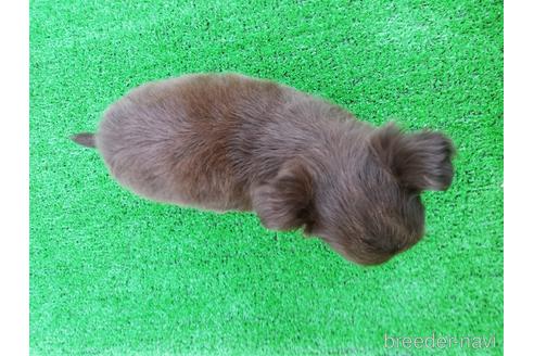 成約済の兵庫県のチワワ(ロングコート)-157037の4枚目