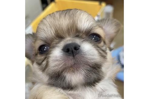 成約済の神奈川県のチワワ(ロングコート)-155349の32枚目