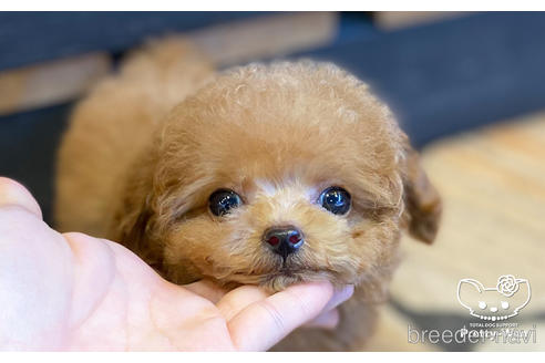 成約済の愛知県のタイニープードル-157041の5枚目